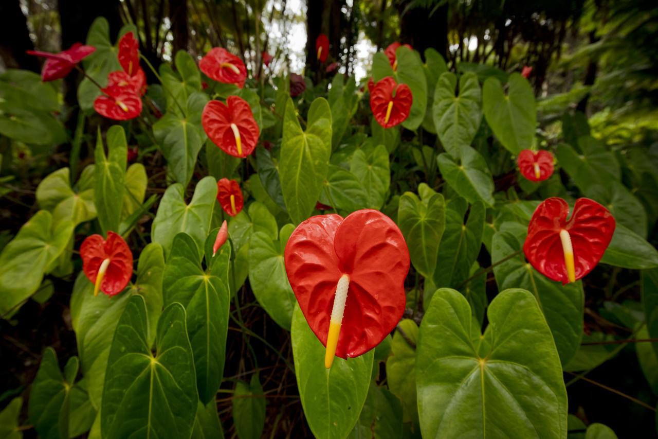 Hale 'Ohu Bed & Breakfast Volcano Exterior foto