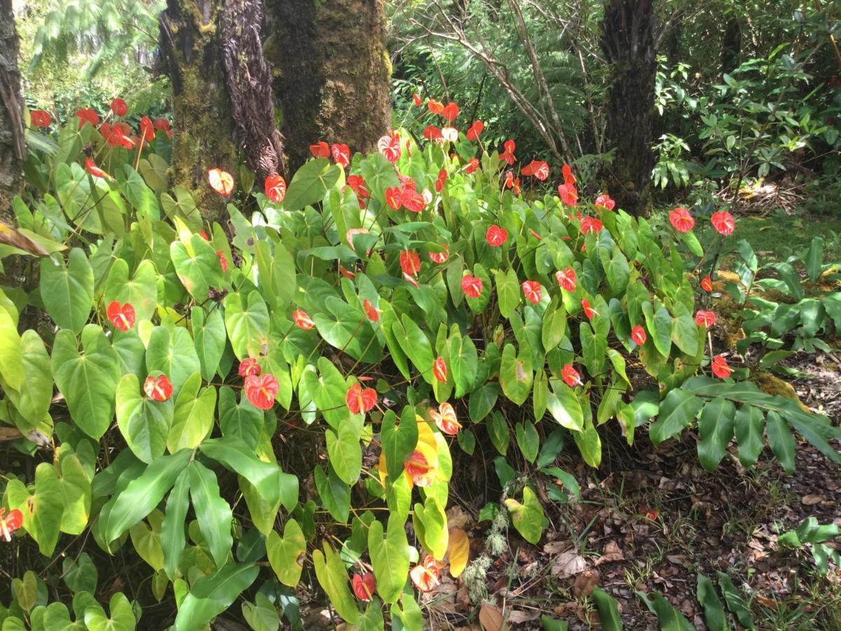 Hale 'Ohu Bed & Breakfast Volcano Exterior foto